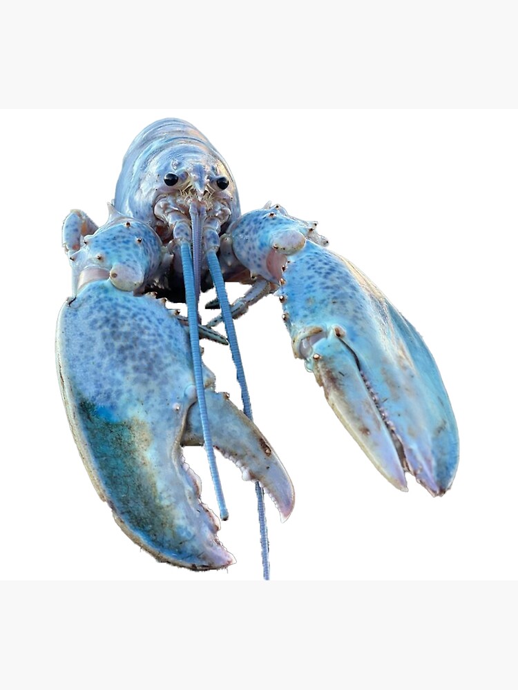 site hosted by Neocities